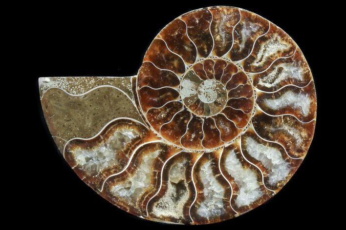 Agatized Ammonite Fossil (Half) #78409